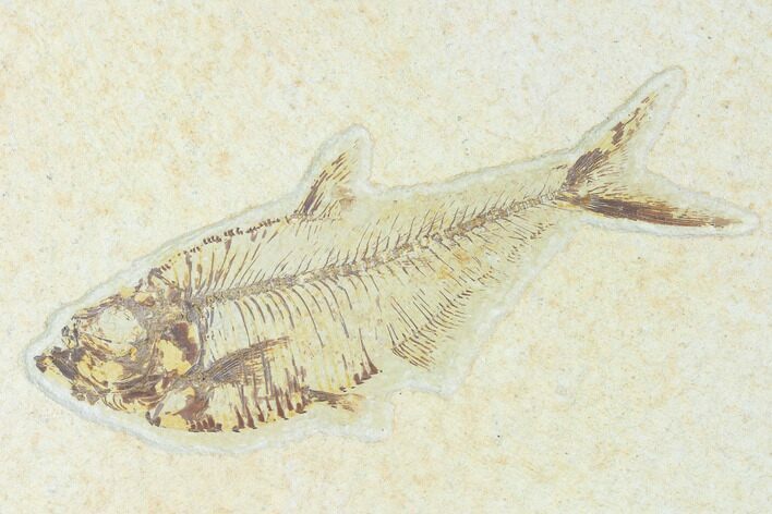 Fossil Fish (Diplomystus) - Green River Formation #150370